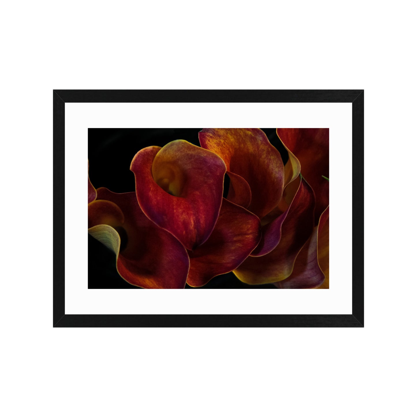 Lily No. 2 by Paul Lambert