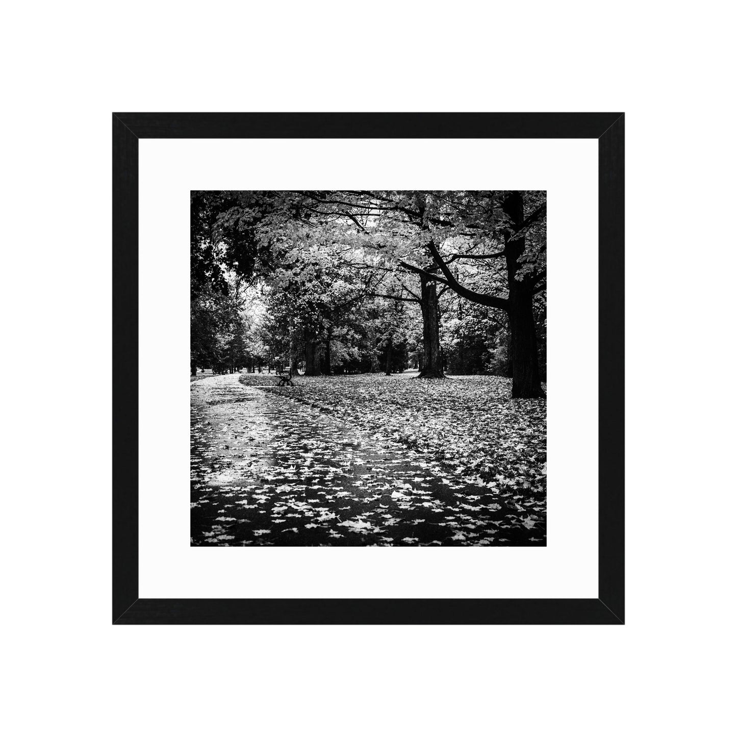 Autumn in Black and White by Paul Lambert
