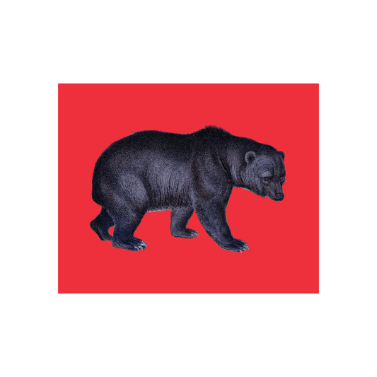 Black Bear on Red Art Print
