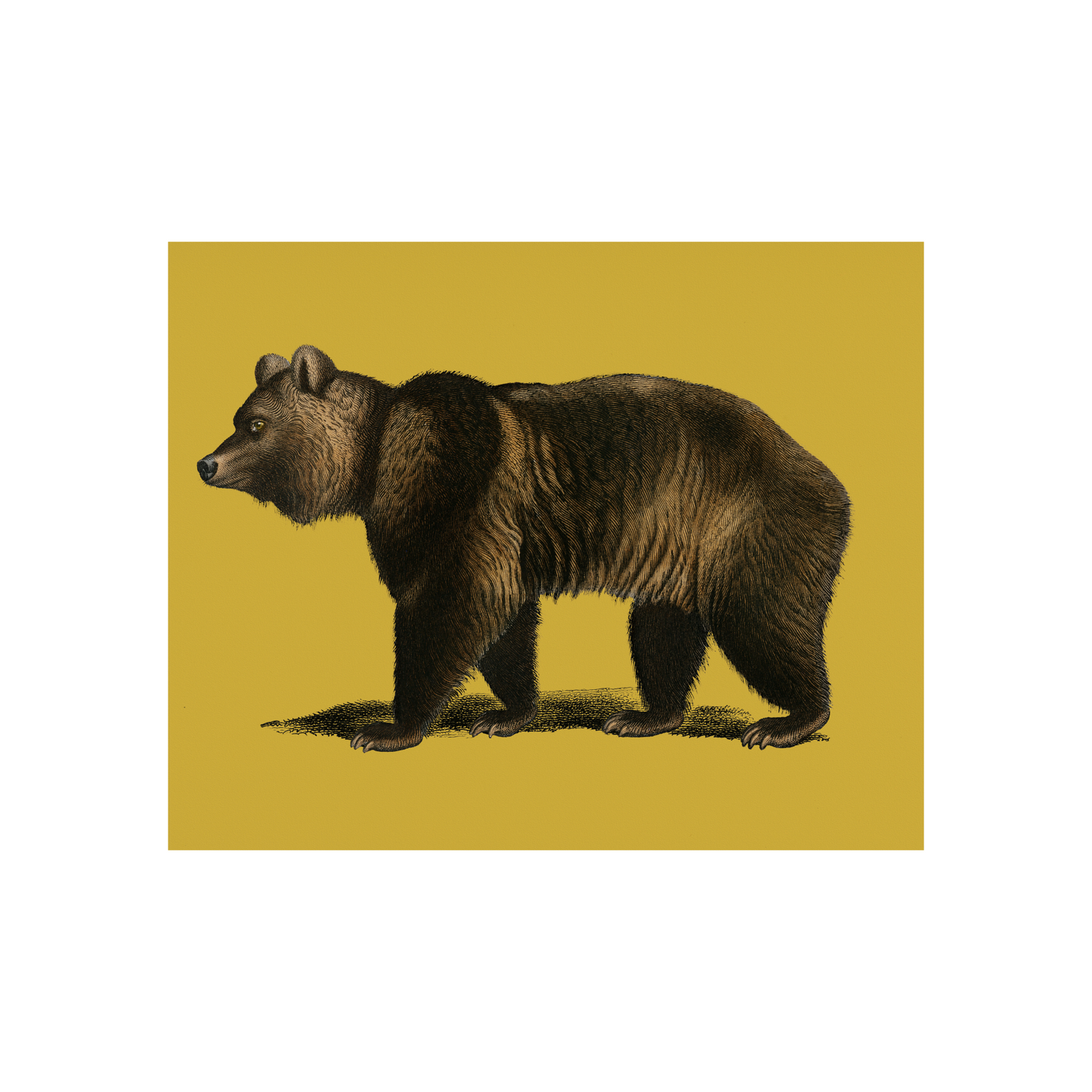 Brown Bear on Yellow Art Print