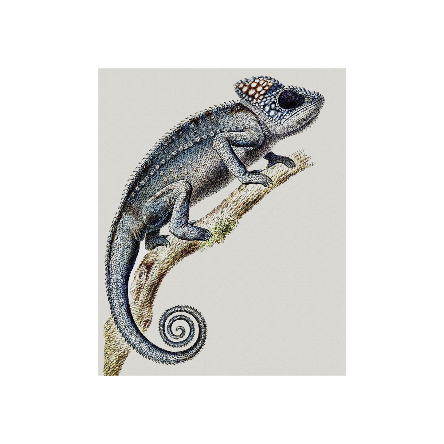 Chameleon on Tan Art Print