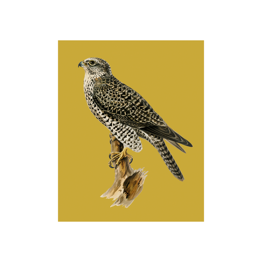 Falcon on Yellow Art Print