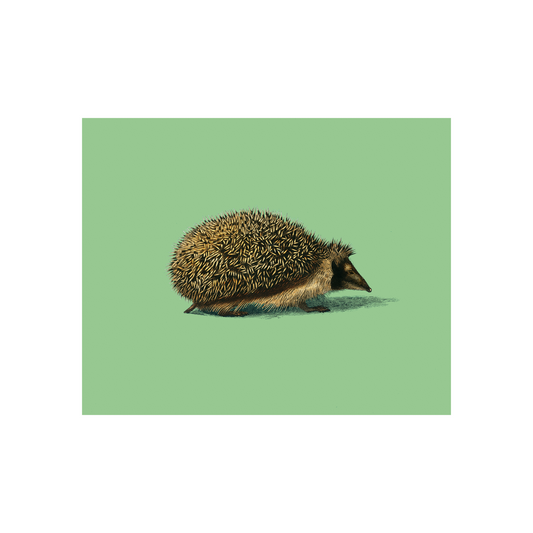 Hedgehog on Green Art Print