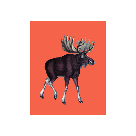 Moose on Coral Art Print