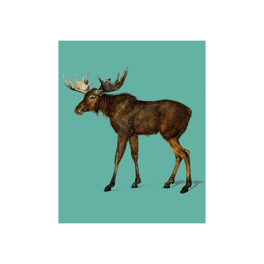 Moose on Turquoise Art Print