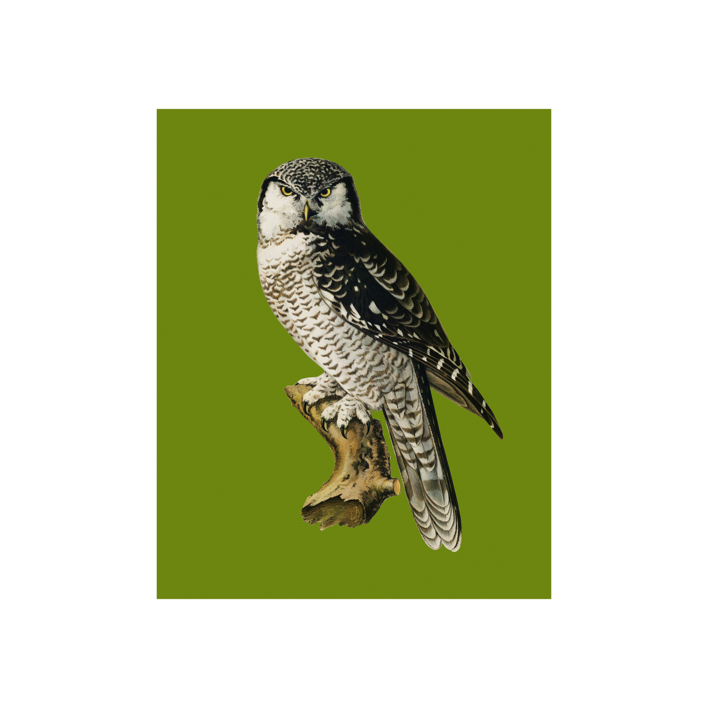 Owl on Green Art Print