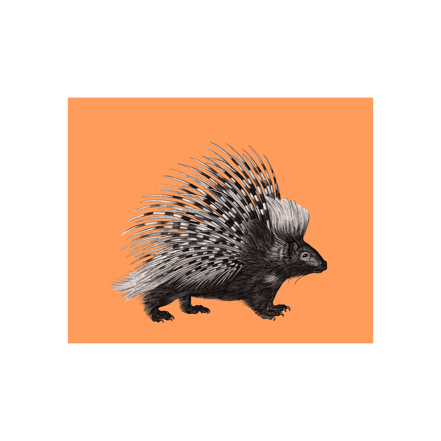 Porcupine on Orange Art Print