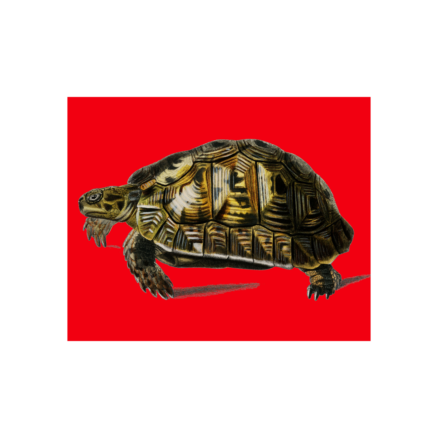 Turtle on Red Art Print